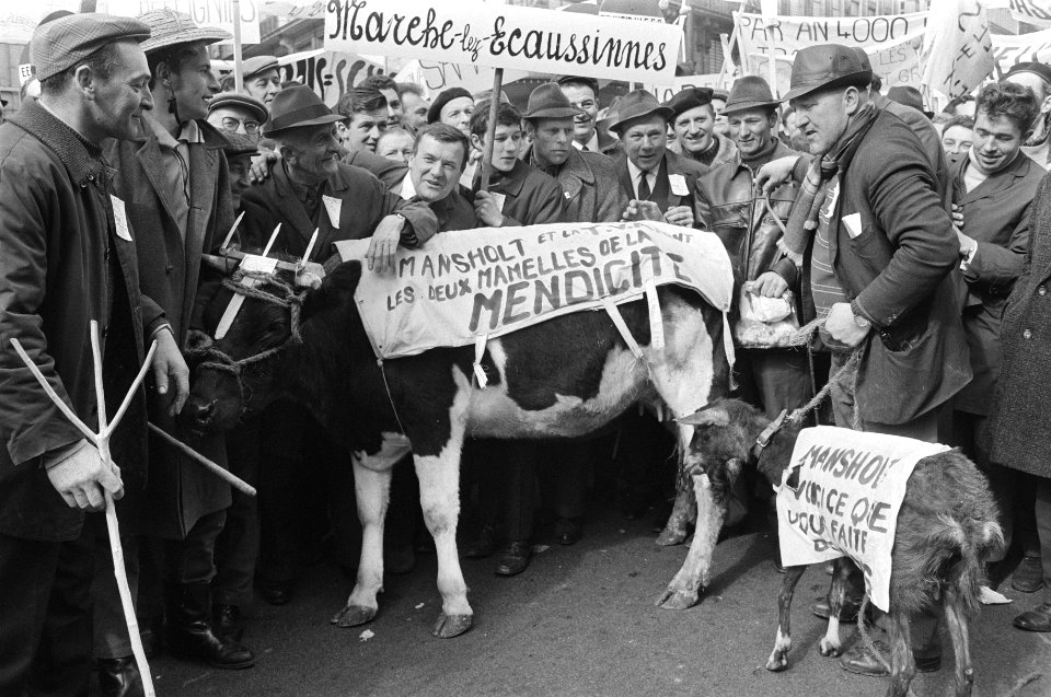 Koe te midden van de demonstrerende boeren, Bestanddeelnr 924-3867
