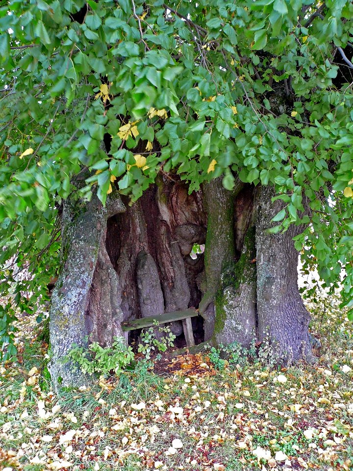 Kolbenhoflinde, 2