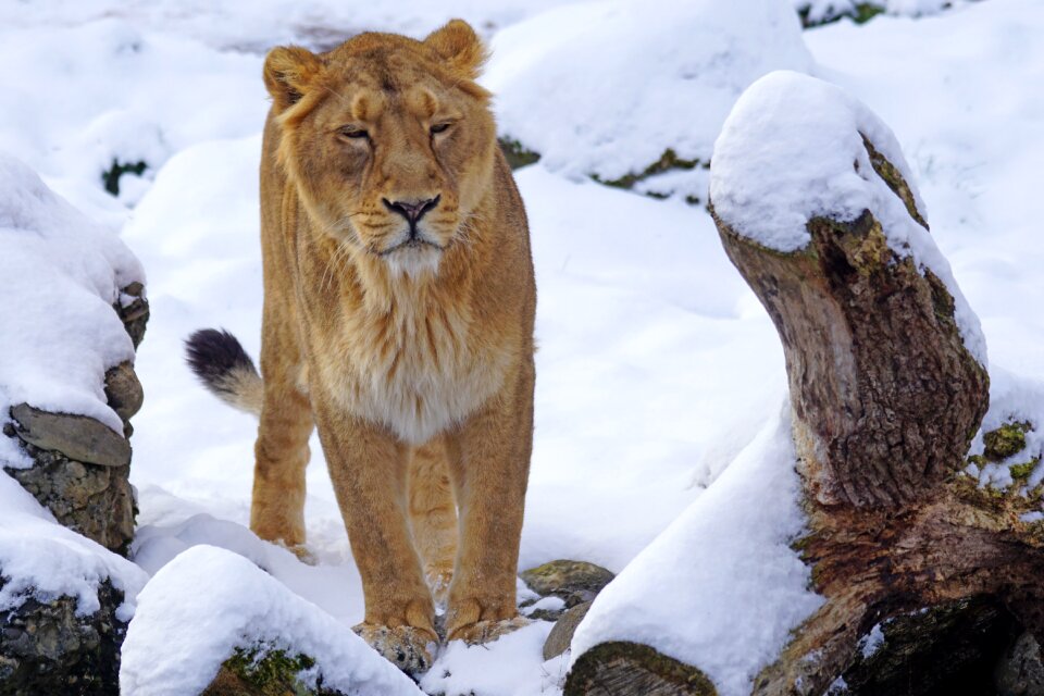 Big cat snow winter