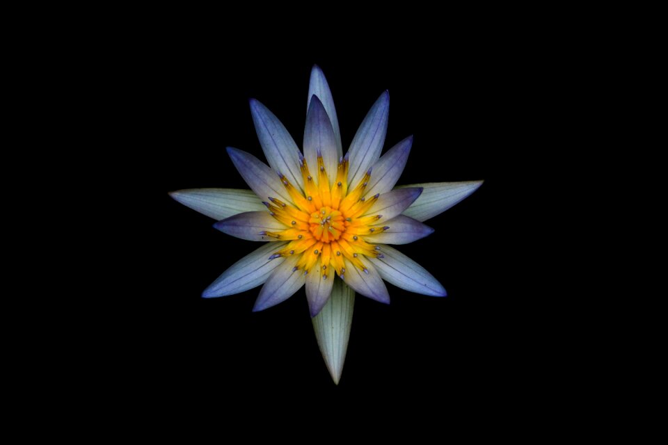 Flower hd wallpaper nature