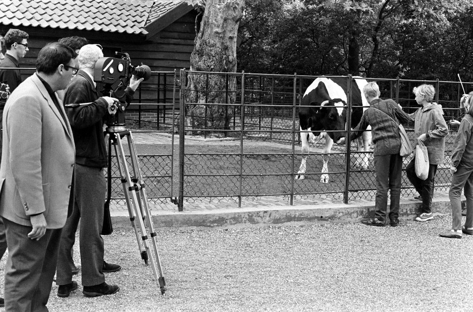 Koe in Artis (met bordje melkgevend dier), Bestanddeelnr 919-3505