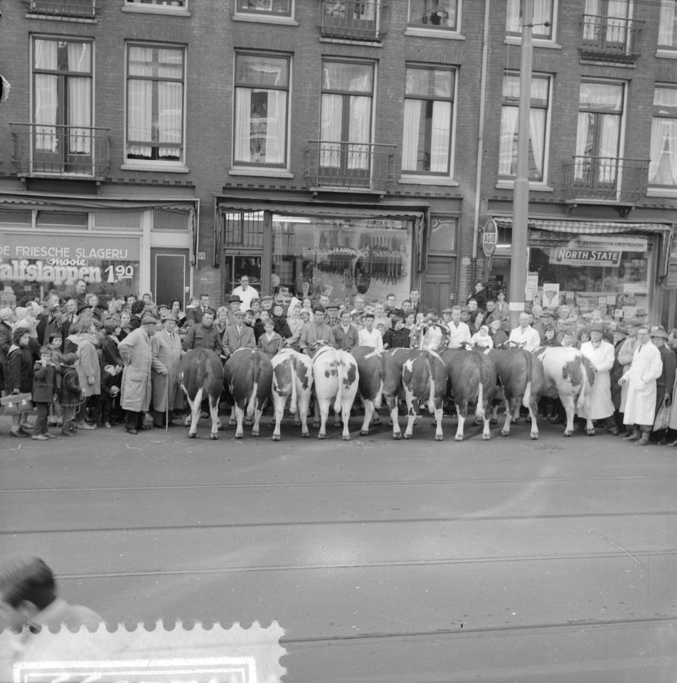 Koeien in Amsterdam, Bestanddeelnr 912-2655