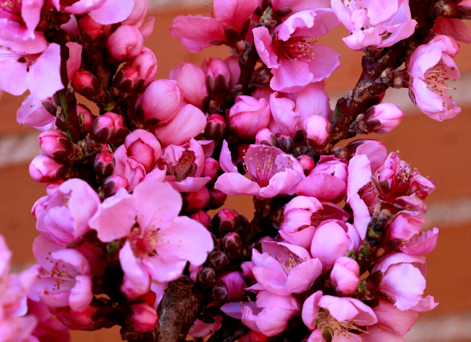 Spring flower branch