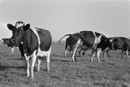 Koeien (in verband met superheffing) in weiland, Bestanddeelnr 933-8162