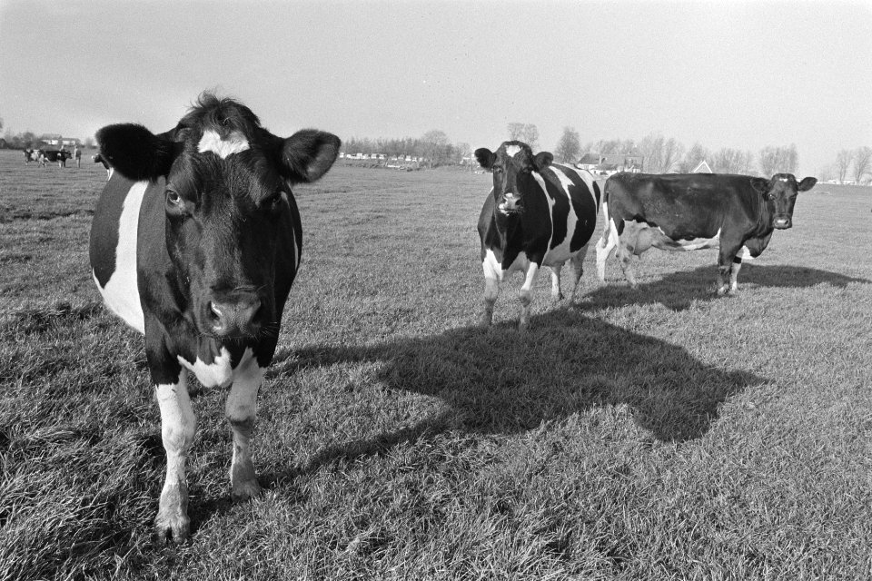 Koeien (in verband met superheffing) in weiland, Bestanddeelnr 933-8161