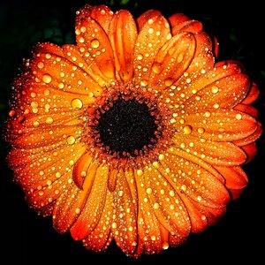 Water drops chrysanthemum