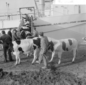 Koeien, schepen, laden en lossen, Bestanddeelnr 918-3712