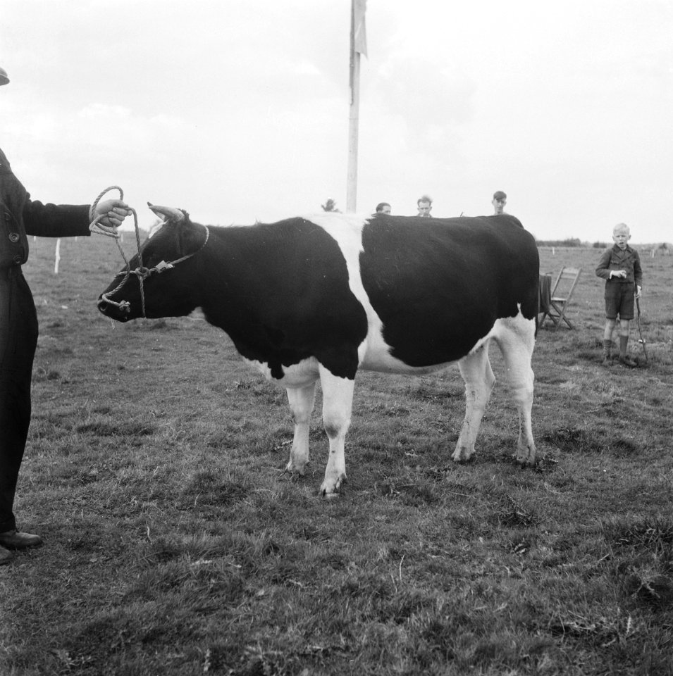 Koe wordt getoond, Bestanddeelnr 900-8505