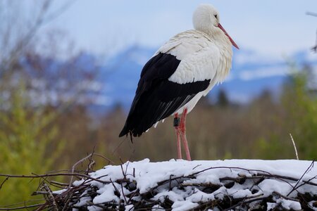 Bird winter snow