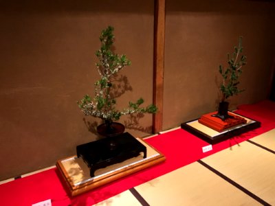 Kodo-ryu (Mochizuki) 宏道流 (望月) 009