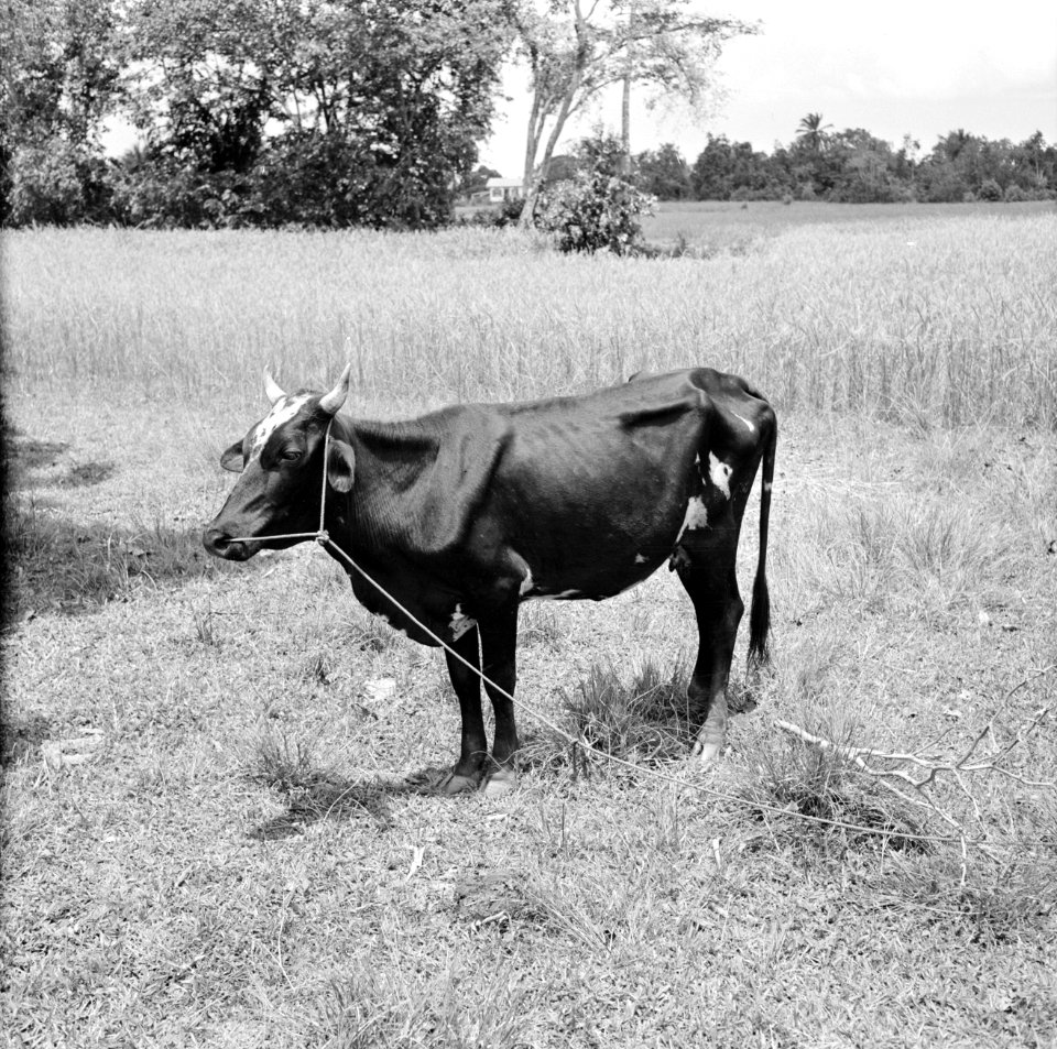 Koe in het landschap, Bestanddeelnr 252-2264