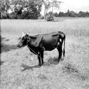 Koe in het landschap, Bestanddeelnr 252-2264