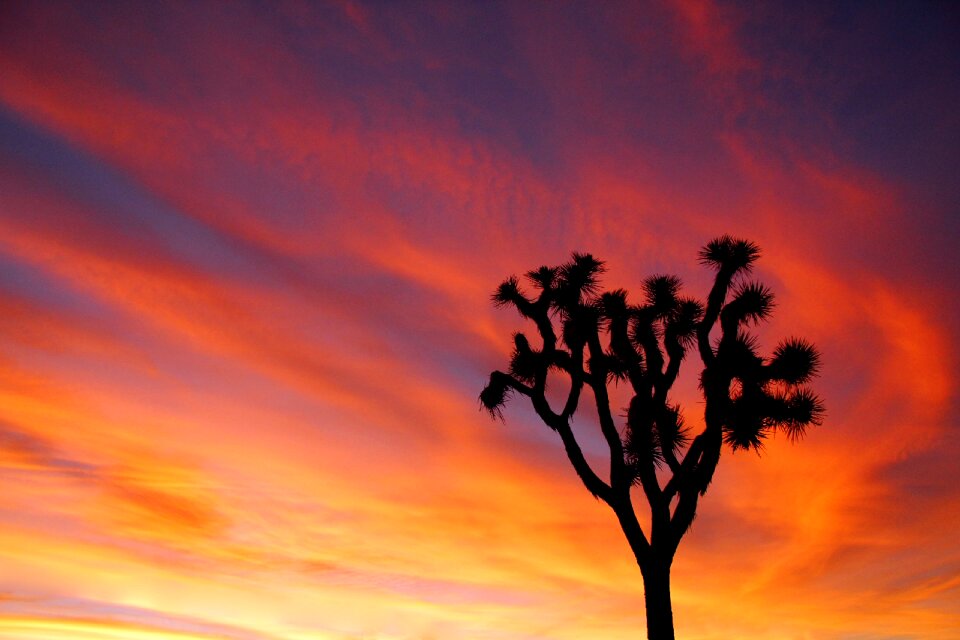 Colorful landscape joshua tree national park