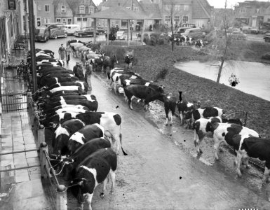 Koeien op veemarkt in Zuidland, Bestanddeelnr 905-5136