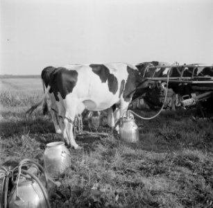 Koeien worden in de wei gemolken met de melkmachine, Bestanddeelnr 191-0656