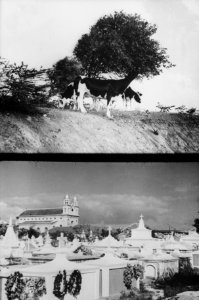 KoeienKerk met begraafplaats, Bestanddeelnr 254-6244