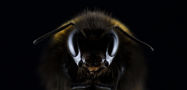 Insect bee honey bee