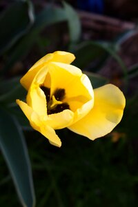 Summer tulips close up photo