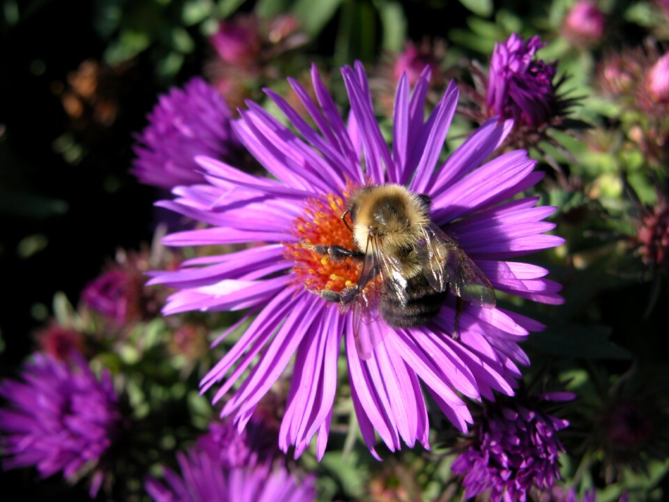 Flower bumble bee blossom