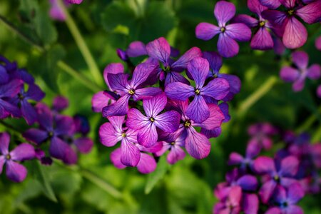 Purple flowers nature bloom