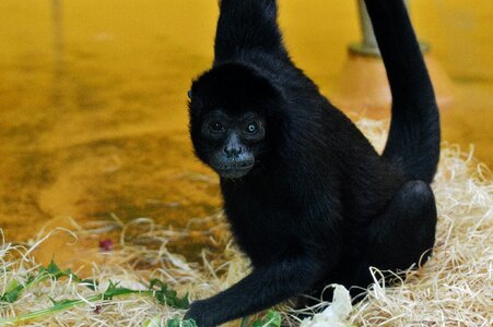 Nature mammal monkey portrait