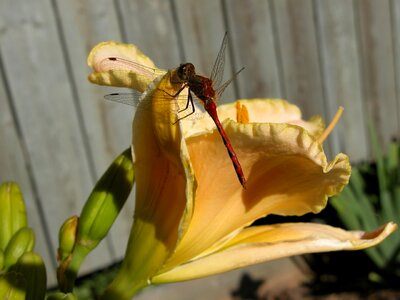 Insect nature wings