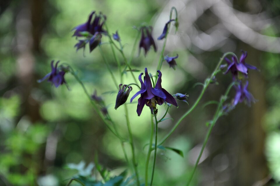 Nature mountain wildflowers
