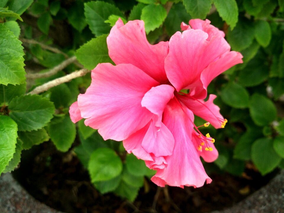 Hibiscus flower shoeblack-plant