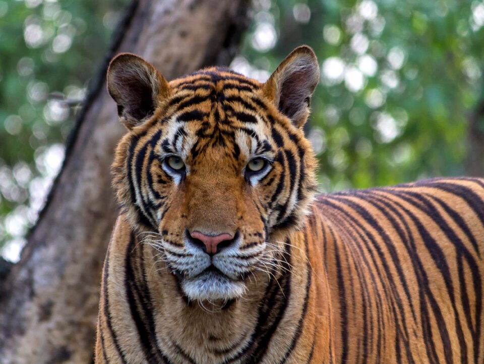 Bengal captive carnivore