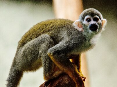 Nature mammal monkey portrait
