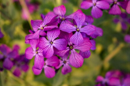 Purple flowers nature bloom photo