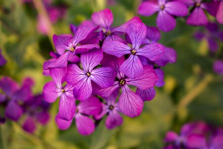 Purple flowers nature bloom