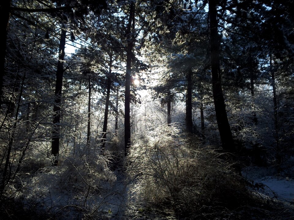 Nature forest winter landscape