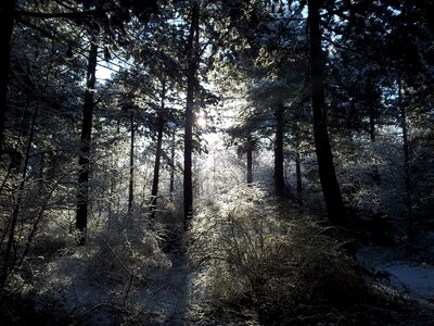 Nature forest winter landscape
