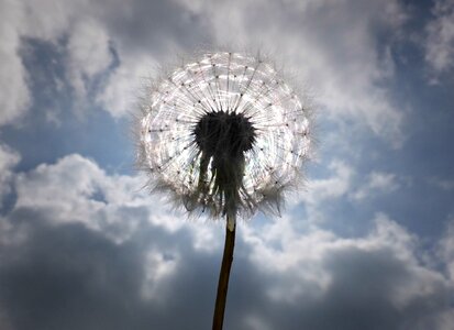 Dandelion seed silhouette sky photo