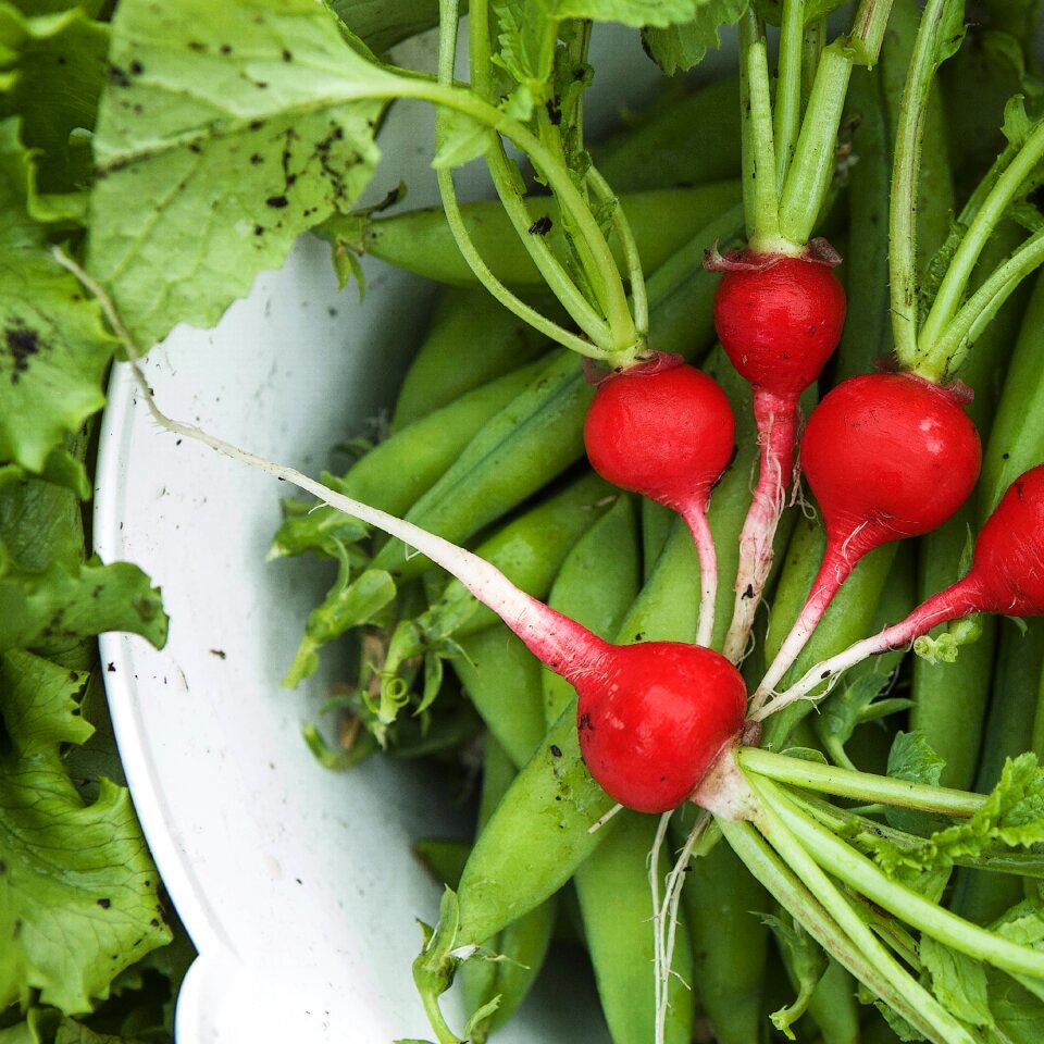 Food garden plant