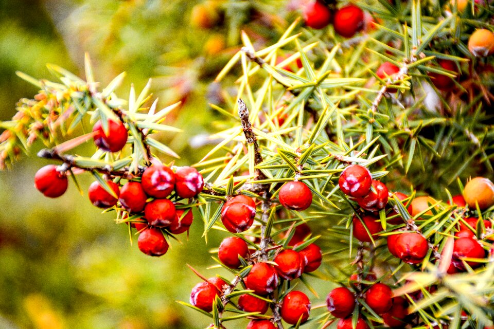 Juniper seeds forest nature