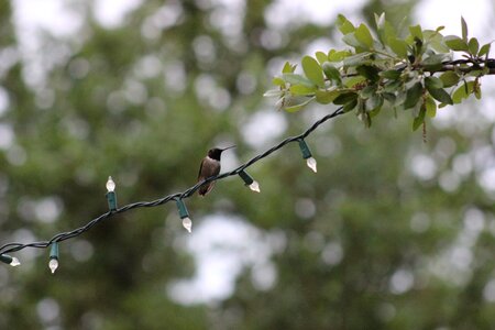 Nature animal small