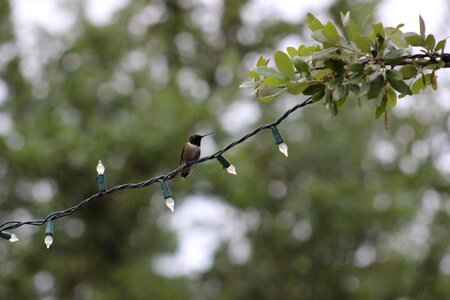 Nature animal small photo