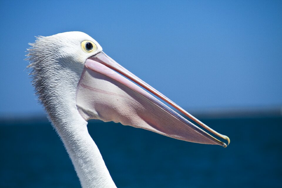 Wildlife nature sea