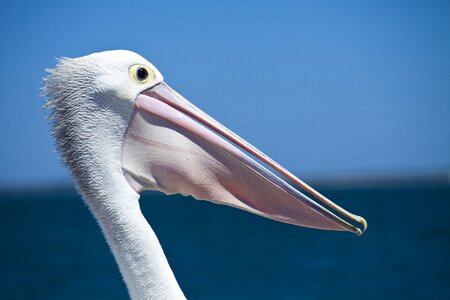 Wildlife nature sea