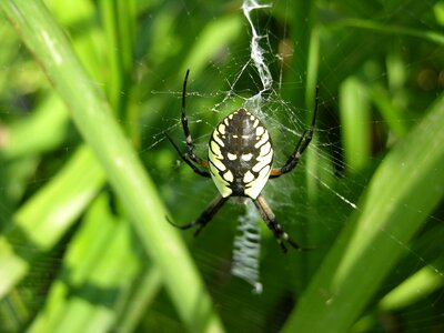 Spiderweb arachnid green web photo