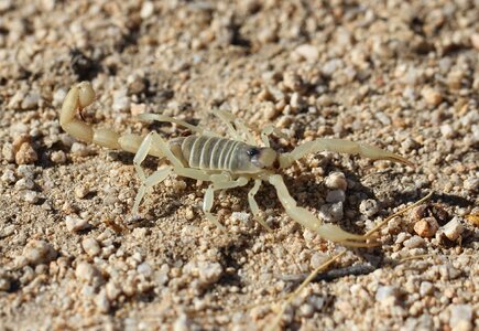 White hadrurus arizonensis poisonous