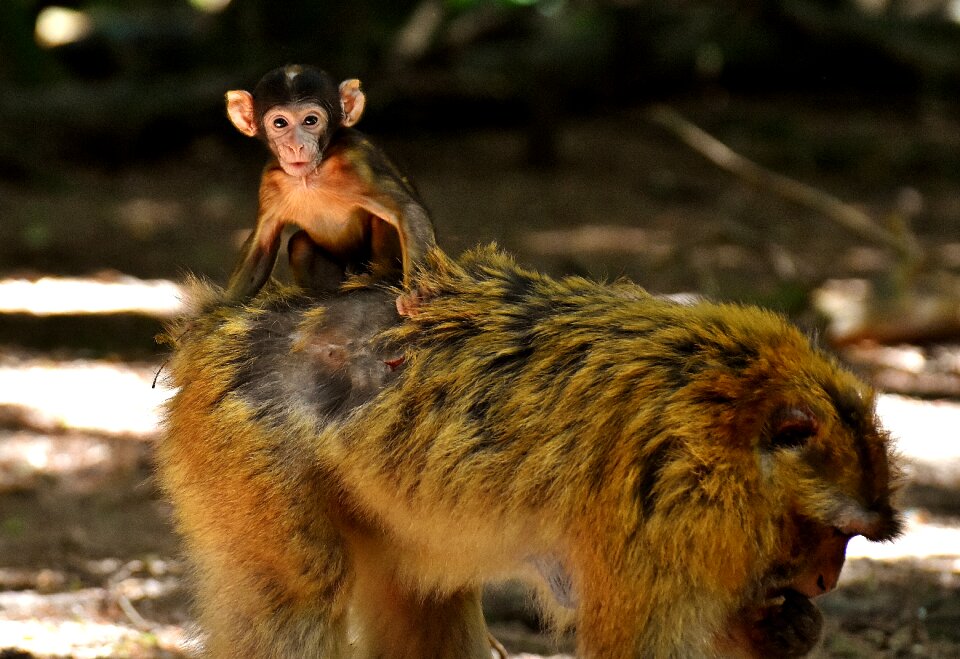 Feed monkey mountain salem animal