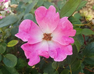 Species rose wildflower plant