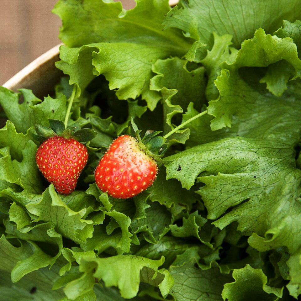Food garden plant