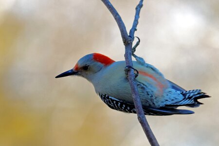 Red avian wildlife