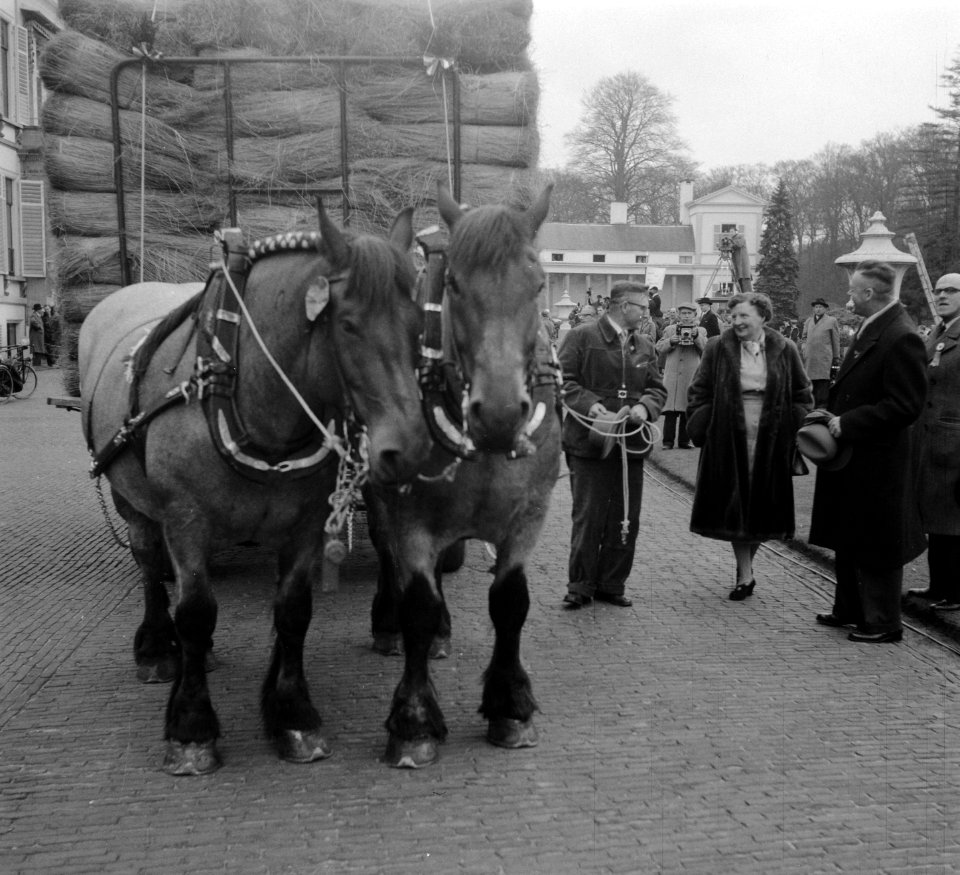 Koningin Juliana spreekt met de man die de paard-en-wagen ment, Bestanddeelnr 907-7286