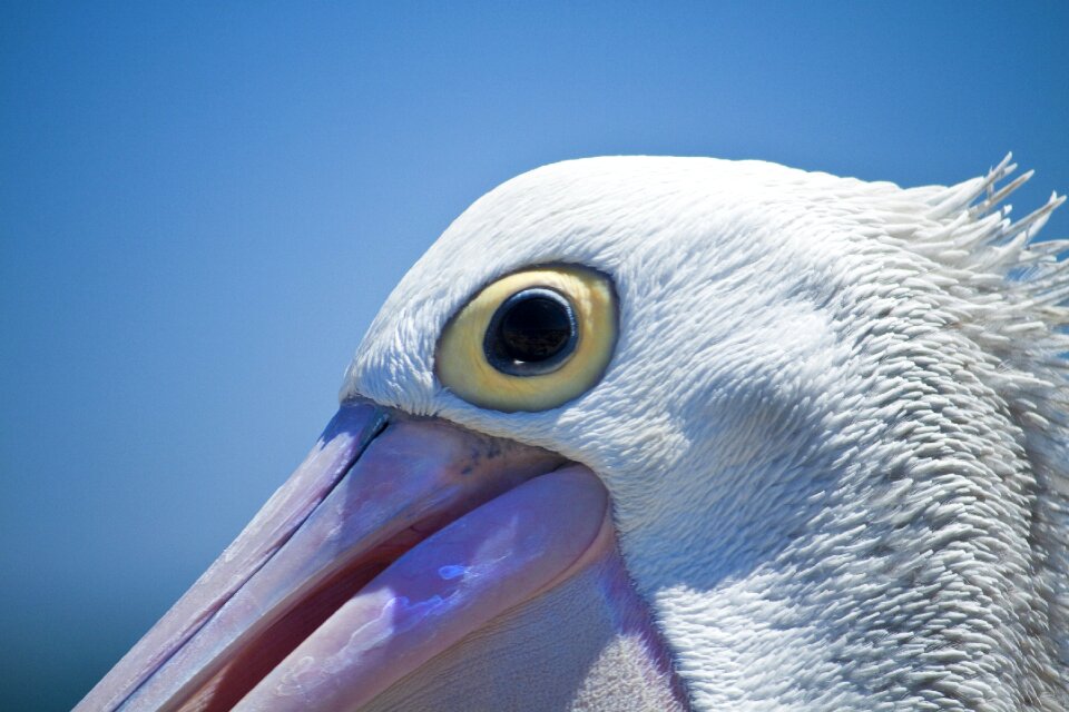 Wildlife water beak