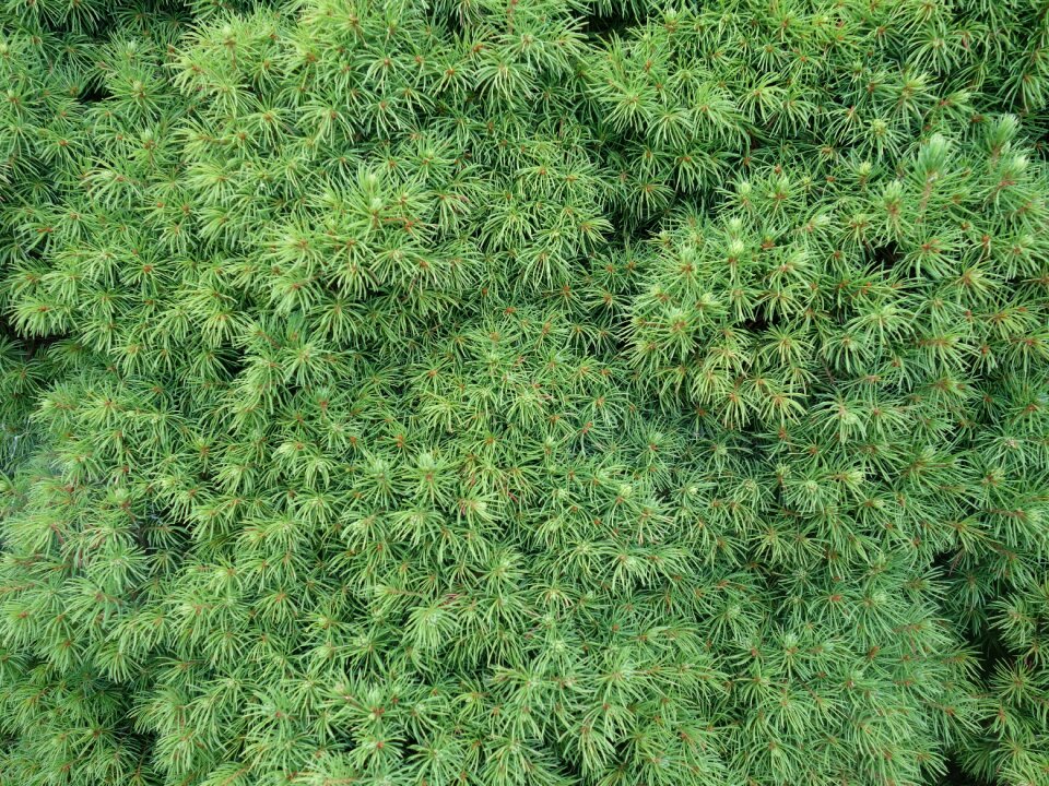 Plant nature many